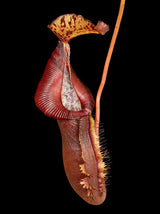 Nepenthes singalana x (burbidgeae x edwardsiana) BE-3984