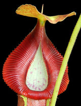 Nepenthes singalana x (burbidgeae x edwardsiana) BE-3984