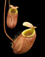 Nepenthes bellii BE-3026 (Awesome miniature species!)