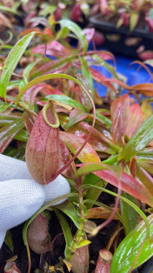 Nepenthes bellii BE-3026 (Awesome miniature species!)