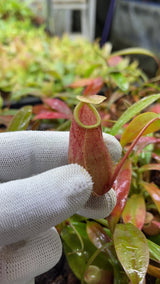 Nepenthes bellii BE-3026 (Awesome miniature species!)