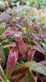 Nepenthes bellii BE-3026 (Awesome miniature species!)
