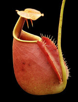 Nepenthes bicalcarata "Brunei Red Flush" BE-3031