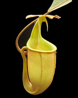 Nepenthes bicalcarata "Brunei Red Flush" BE-3031