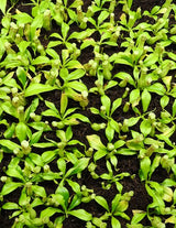 Nepenthes bicalcarata "Brunei Red Flush" BE-3031