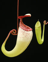 Nepenthes copelandii BE-3046