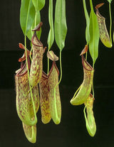 Nepenthes copelandii BE-3046