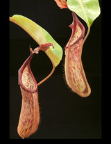 Nepenthes dactylifera BE-3070