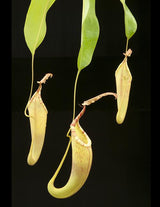 Nepenthes dactylifera BE-3070