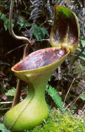 Nepenthes lowii (Trus Madi) BE-3100