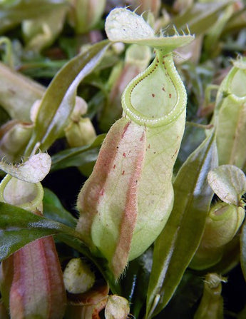 Nepenthes rafflesiana (Brunei) BE-3141