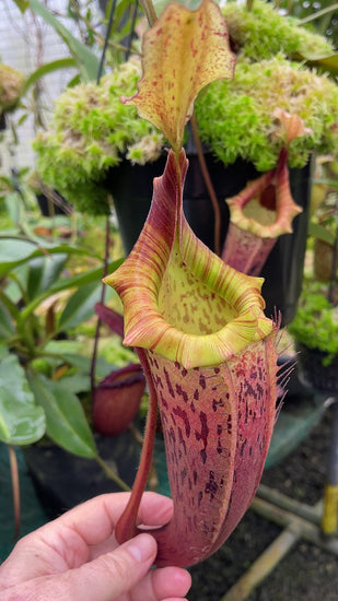 Nepenthes veitchii x platychila BE-3213