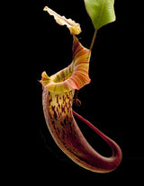 Nepenthes veitchii x platychila BE-3213