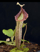 Nepenthes veitchii x platychila BE-3213