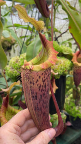 Nepenthes veitchii x platychila BE-3213