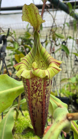 Nepenthes veitchii x platychila BE-3213