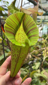 Nepenthes veitchii x platychila BE-3213