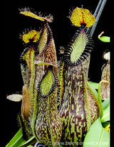 Nepenthes hamata BE-3380 (G. Lumut)