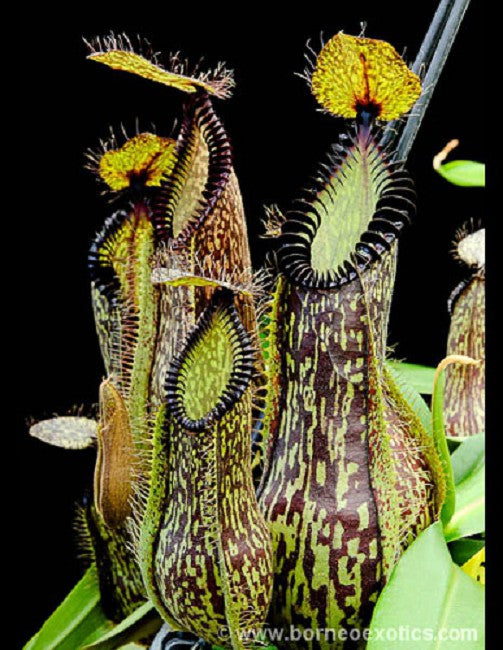 N. hamata Lumut BE-3380　ネペンテス　ハマタ BE-3380alowerpitchers_800x.jpg