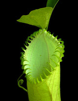 Nepenthes hamata BE-3380 (G. Lumut)