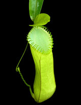 Nepenthes hamata BE-3380 (G. Lumut)