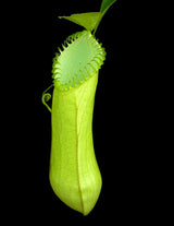 Nepenthes hamata BE-3380 (G. Lumut)