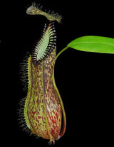 Nepenthes hamata BE-3380 (G. Lumut)