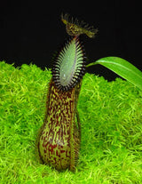 Nepenthes hamata BE-3380 (G. Lumut)