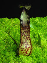 Nepenthes hamata BE-3380 (G. Lumut)