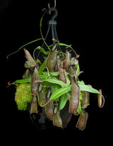 Nepenthes hamata BE-3380 (G. Lumut)