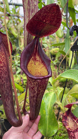 Nepenthes (veitchii x lowii) x spectabilis BE-3400