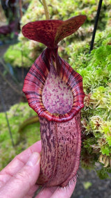 Nepenthes (veitchii x lowii) x spectabilis BE-3400