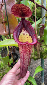 Nepenthes (veitchii x lowii) x spectabilis BE-3400