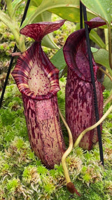 Nepenthes (veitchii x lowii) x spectabilis BE-3400