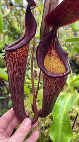 Nepenthes (veitchii x lowii) x spectabilis BE-3400