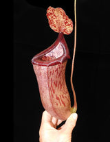 Nepenthes ventricosa x glandulifera BE-3401