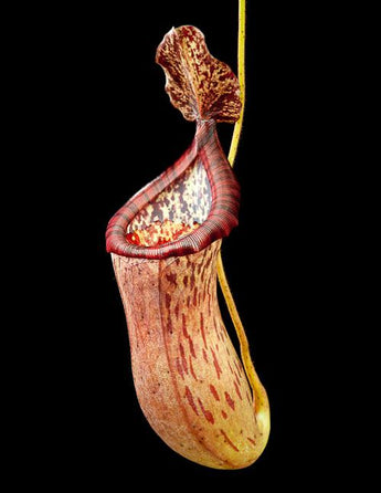 Nepenthes ventricosa x glandulifera BE-3401