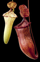 Nepenthes ventricosa x glandulifera BE-3401