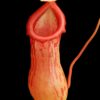 Nepenthes ventricosa x burkei BE-3479