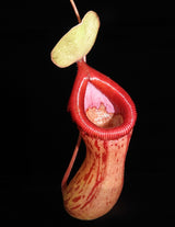 Nepenthes ventricosa x burkei BE-3479
