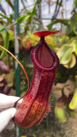 Nepenthes ventricosa x hamata BE-3672