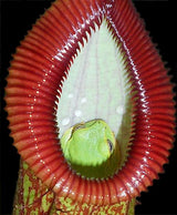 Nepenthes ventricosa x hamata BE-3672