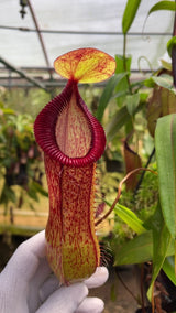 Nepenthes ventricosa x hamata BE-3672