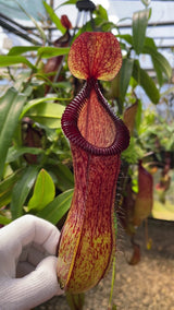 Nepenthes ventricosa x hamata BE-3672