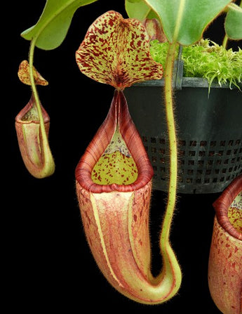 Nepenthes glandulifera x veitchii BE-3689