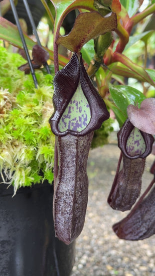 Nepenthes maxima x ramispina BE-3740