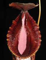 Nepenthes burkei x hamata BE-3747