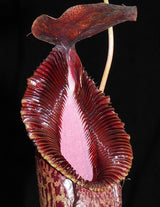 Nepenthes burkei x hamata BE-3747