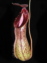 Nepenthes burkei x hamata BE-3747