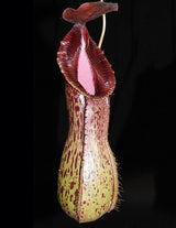 Nepenthes burkei x hamata BE-3747